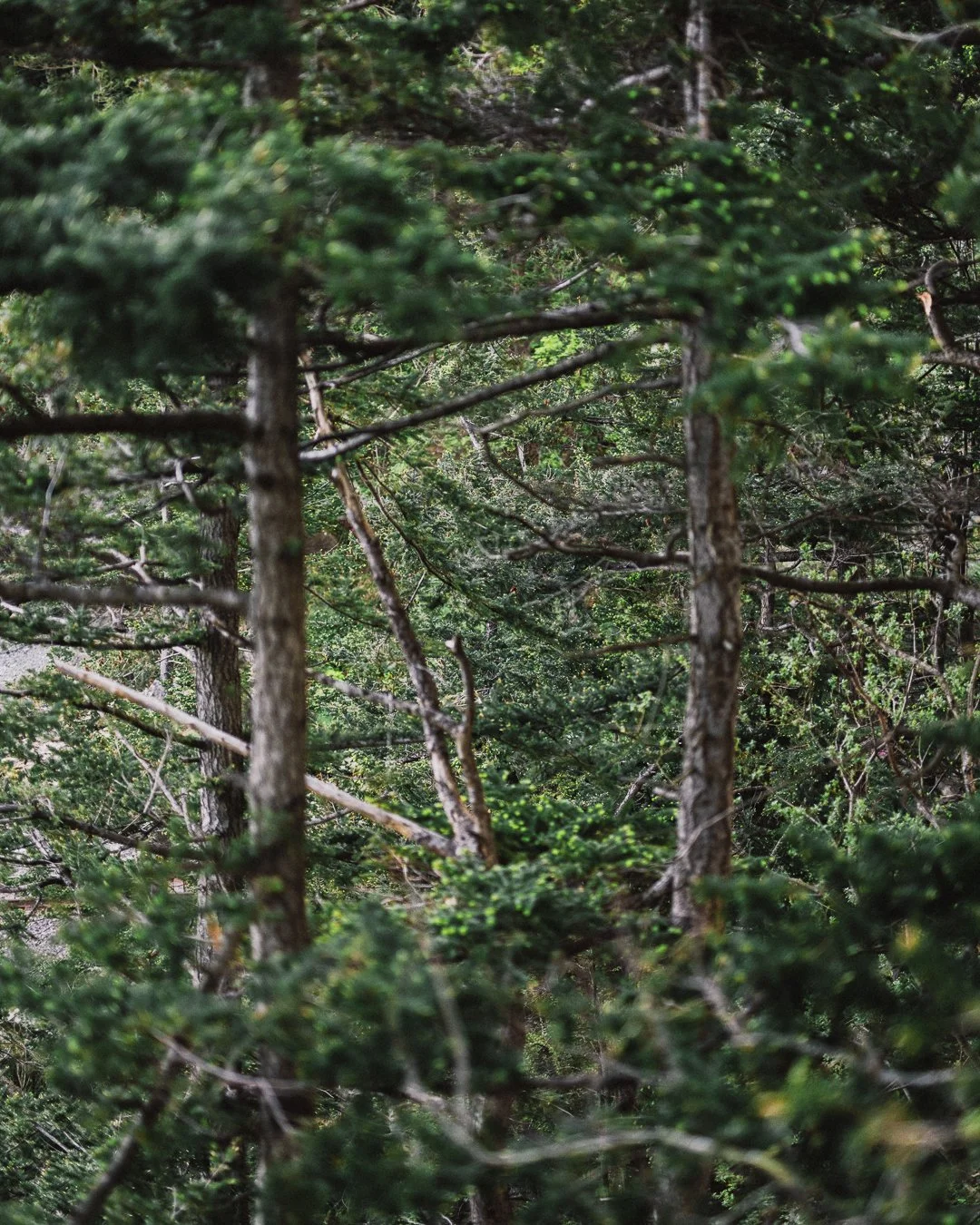 Arbutus 2